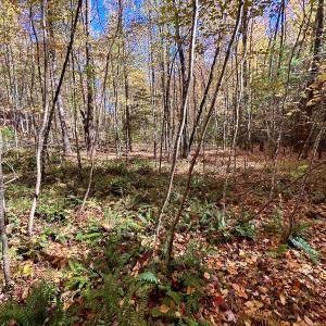 Photo #41 of SOLD property in Off Pole Bridge Rd, Stuart, VA 35.9 acres