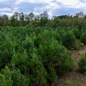 Photo #12 of SOLD property in Off Old Washington Road, Washington, NC 4.0 acres