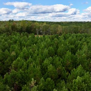Photo #15 of SOLD property in Off Old Washington Road, Washington, NC 4.0 acres