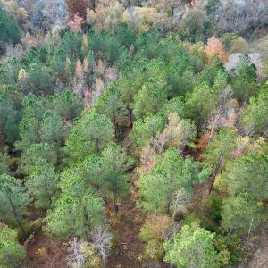 Photo #16 of SOLD property in 1315 NC 43 Hwy, Vanceboro, NC 33.2 acres