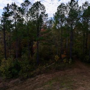 Photo #17 of SOLD property in 1315 NC 43 Hwy, Vanceboro, NC 33.2 acres