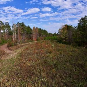 Photo #19 of SOLD property in 1315 NC 43 Hwy, Vanceboro, NC 33.2 acres