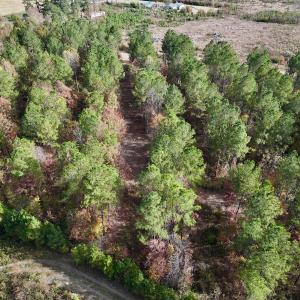 Photo #8 of SOLD property in 1315 NC 43 Hwy, Vanceboro, NC 33.2 acres