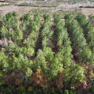 Photo #9 of SOLD property in 1315 NC 43 Hwy, Vanceboro, NC 33.2 acres