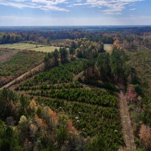 Photo #10 of SOLD property in 1315 NC 43 Hwy, Vanceboro, NC 33.2 acres