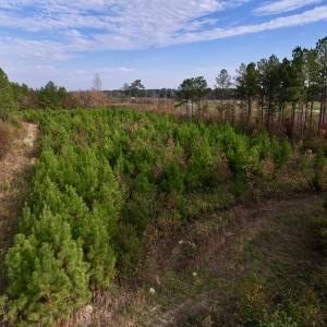 Photo #21 of SOLD property in 1315 NC 43 Hwy, Vanceboro, NC 33.2 acres