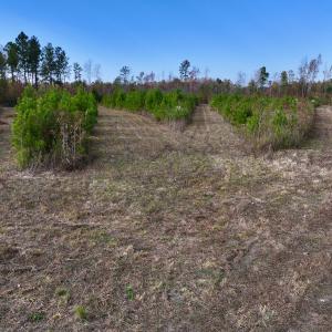 Photo #30 of SOLD property in 1315 NC 43 Hwy, Vanceboro, NC 33.2 acres