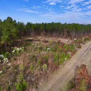 Photo #31 of SOLD property in 1315 NC 43 Hwy, Vanceboro, NC 33.2 acres