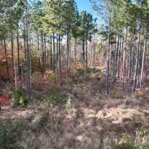 Photo #32 of SOLD property in 1315 NC 43 Hwy, Vanceboro, NC 33.2 acres