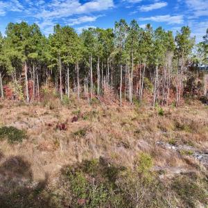 Photo #33 of SOLD property in 1315 NC 43 Hwy, Vanceboro, NC 33.2 acres