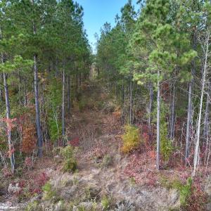 Photo #35 of SOLD property in 1315 NC 43 Hwy, Vanceboro, NC 33.2 acres