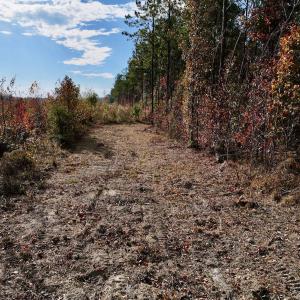 Photo #38 of SOLD property in 1315 NC 43 Hwy, Vanceboro, NC 33.2 acres