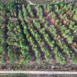 Photo #41 of SOLD property in 1315 NC 43 Hwy, Vanceboro, NC 33.2 acres