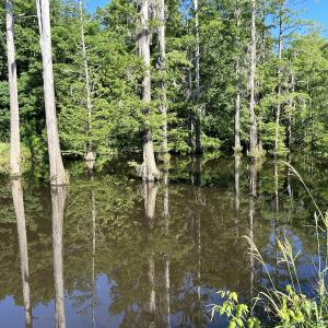 Photo #26 of 6267 River Road, White Oak, NC 30.0 acres
