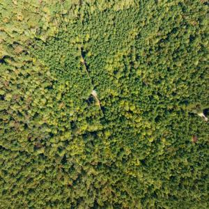Photo #10 of SOLD property in Off Pine Grove Church Road, Eagle Springs, NC 36.7 acres