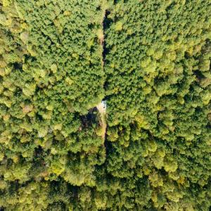 Photo #11 of SOLD property in Off Pine Grove Church Road, Eagle Springs, NC 36.7 acres