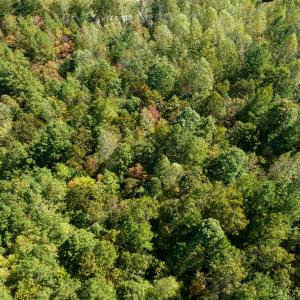 Photo #13 of SOLD property in Off Pine Grove Church Road, Eagle Springs, NC 36.7 acres
