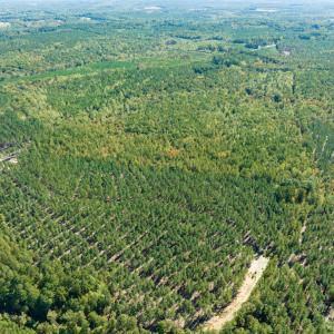 Photo #7 of SOLD property in Off Pine Grove Church Road, Eagle Springs, NC 36.7 acres