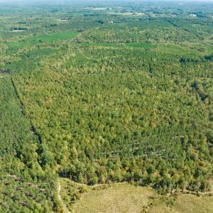Photo #8 of SOLD property in Off Pine Grove Church Road, Eagle Springs, NC 36.7 acres