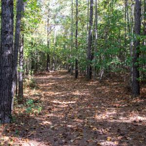 Photo #24 of SOLD property in Off Pine Grove Church Road, Eagle Springs, NC 36.7 acres