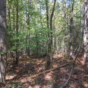 Photo #25 of SOLD property in Off Pine Grove Church Road, Eagle Springs, NC 36.7 acres