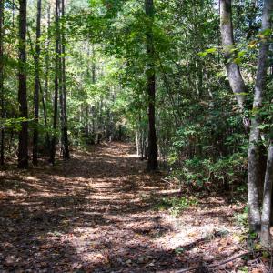Photo #26 of SOLD property in Off Pine Grove Church Road, Eagle Springs, NC 36.7 acres