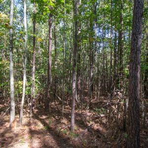 Photo #28 of SOLD property in Off Pine Grove Church Road, Eagle Springs, NC 36.7 acres