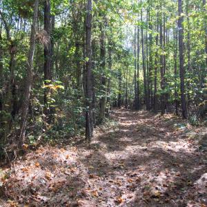 Photo #30 of SOLD property in Off Pine Grove Church Road, Eagle Springs, NC 36.7 acres