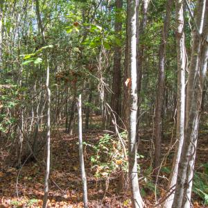 Photo #31 of SOLD property in Off Pine Grove Church Road, Eagle Springs, NC 36.7 acres