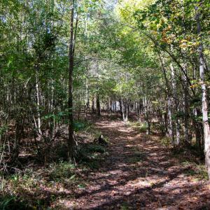 Photo #32 of SOLD property in Off Pine Grove Church Road, Eagle Springs, NC 36.7 acres