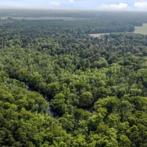 Photo #19 of 1416 NC 45 S., Windsor, NC 148.0 acres