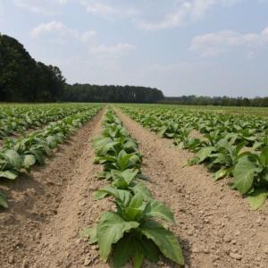 Photo #26 of SOLD property in 1416 NC 45 S., Windsor, NC 148.0 acres