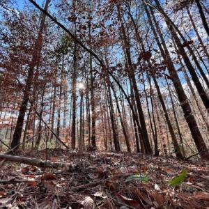 Photo #27 of 1416 NC 45 S., Windsor, NC 148.0 acres