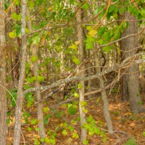 Photo #16 of Off Pony Farm Drive, Siler City , NC 8.1 acres