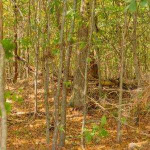 Photo #17 of Off Pony Farm Drive, Siler City , NC 8.1 acres