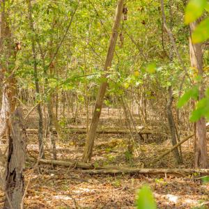 Photo #18 of Off Pony Farm Drive, Siler City , NC 8.1 acres