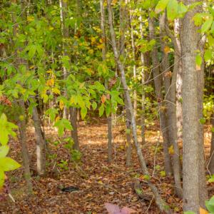 Photo #19 of Off Pony Farm Drive, Siler City , NC 8.1 acres