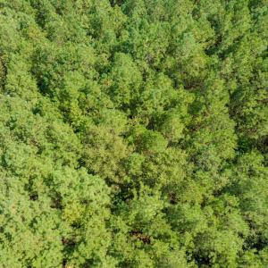 Photo #7 of Off Pony Farm Drive, Siler City , NC 8.1 acres
