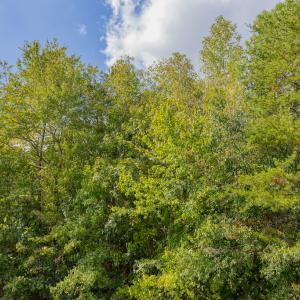 Photo #21 of Off Pony Farm Drive, Siler City , NC 8.1 acres