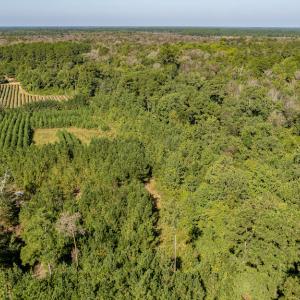 Photo #17 of Off Mote Road, Harrells, NC 15.7 acres
