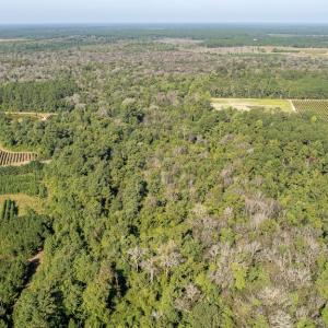 Photo #4 of Off Mote Road, Harrells, NC 15.7 acres
