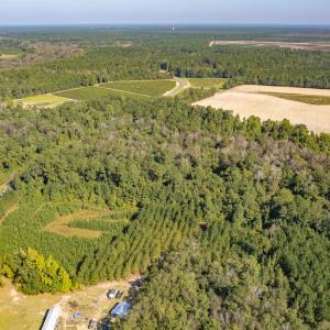 Photo #6 of Off Mote Road, Harrells, NC 15.7 acres