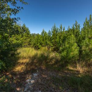 Photo #23 of Off Mote Road, Harrells, NC 15.7 acres