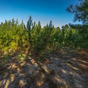 Photo #25 of Off Mote Road, Harrells, NC 15.7 acres