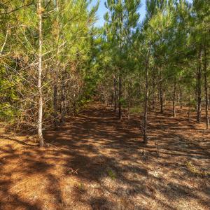 Photo #26 of Off Mote Road, Harrells, NC 15.7 acres