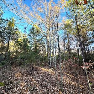 Photo #10 of Off Ladysmith Rd, Ruther Glen, VA 25.5 acres