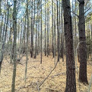Photo #12 of Off Ladysmith Rd, Ruther Glen, VA 25.5 acres