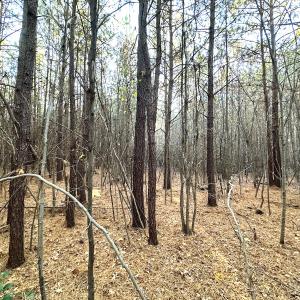 Photo #13 of Off Ladysmith Rd, Ruther Glen, VA 25.5 acres
