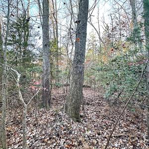Photo #15 of Off Ladysmith Rd, Ruther Glen, VA 25.5 acres