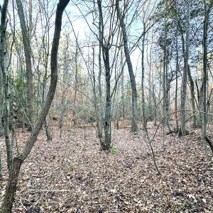 Photo #18 of Off Ladysmith Rd, Ruther Glen, VA 25.5 acres